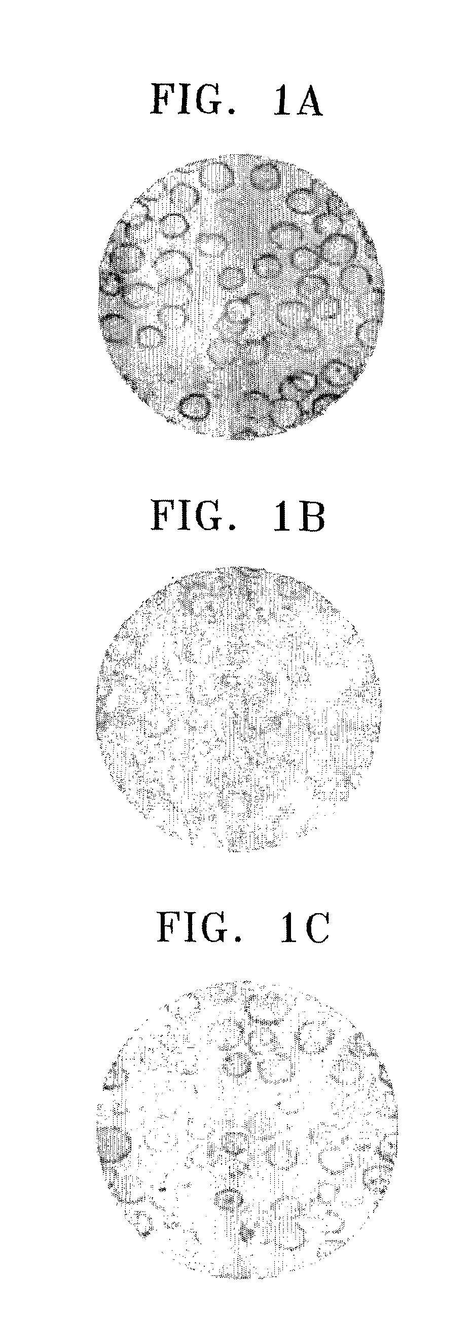 Biopolymer produced by fermenting the extract of soybean with folic acid and a composition containing thereof