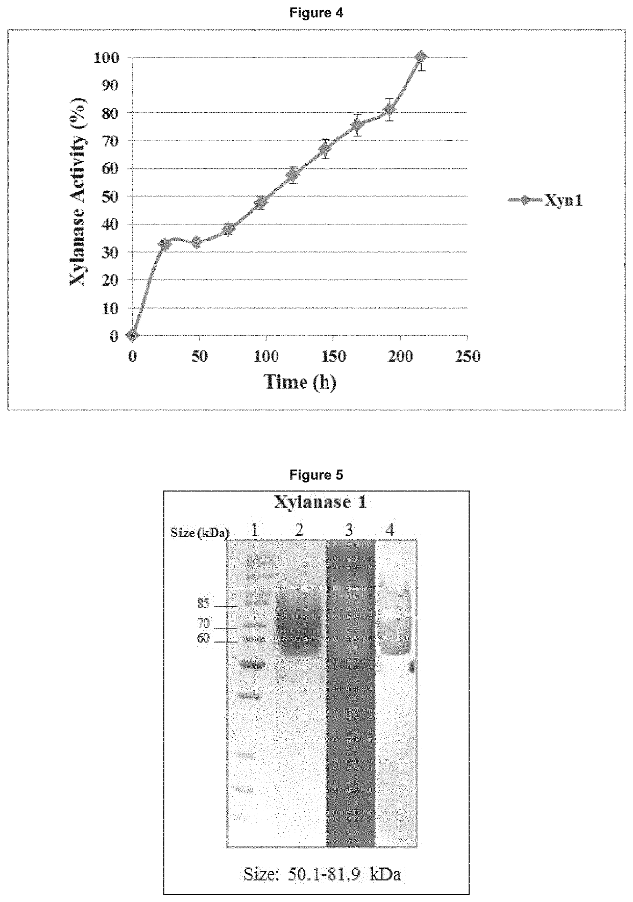 A polypeptide having xylanase activity