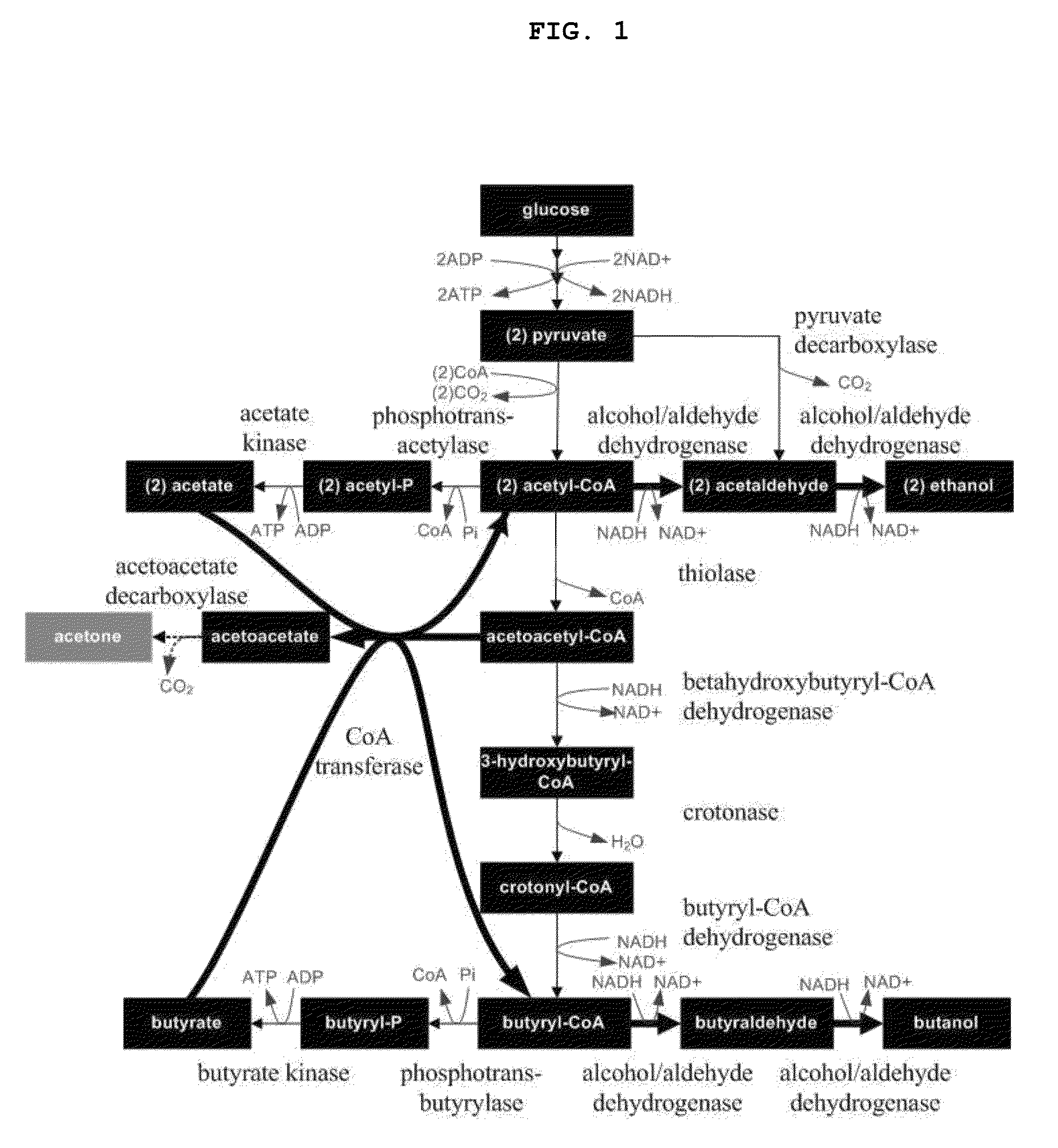 Recombinant microorganisms having increased ability to produce butanol and method of producing butanol using the same