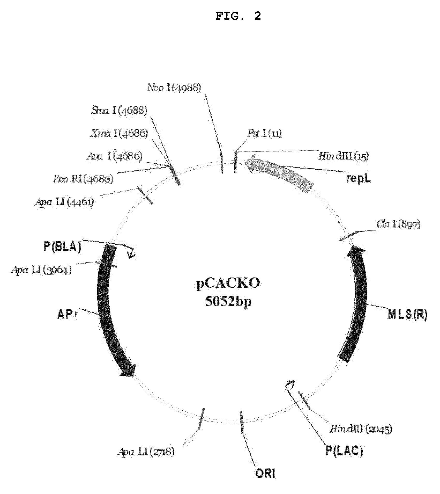 Recombinant microorganisms having increased ability to produce butanol and method of producing butanol using the same