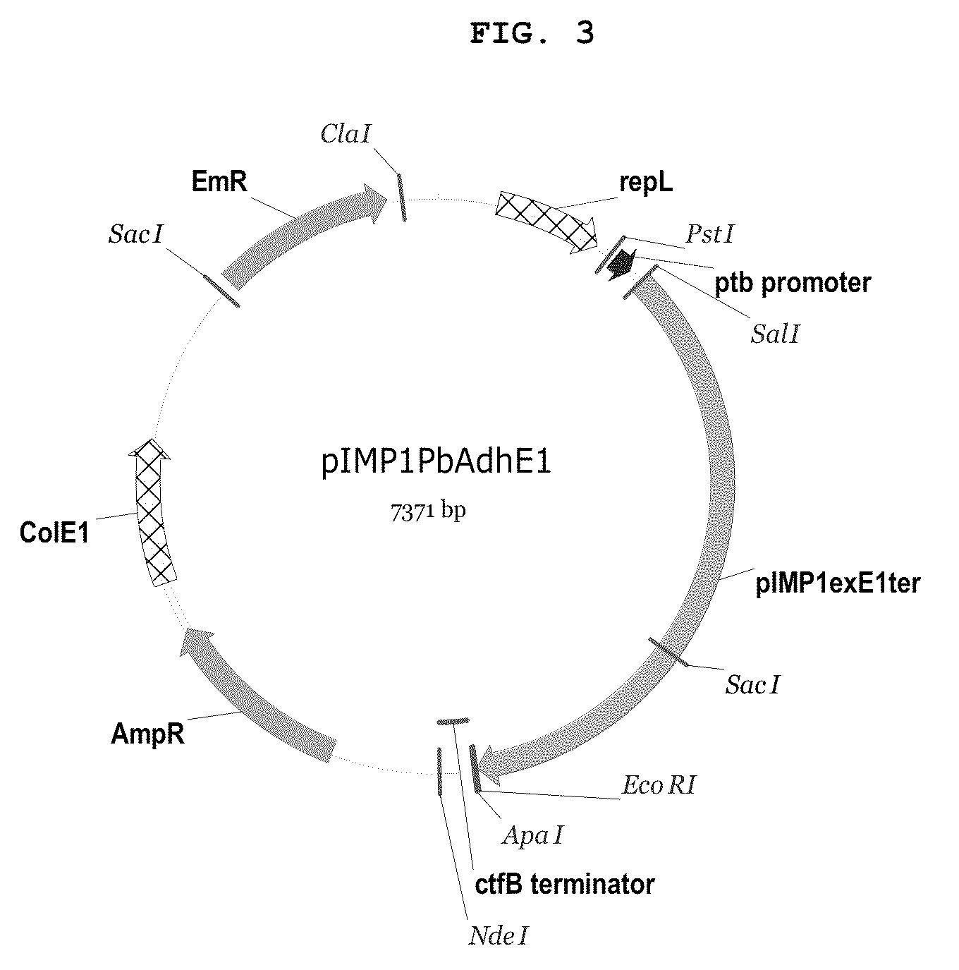 Recombinant microorganisms having increased ability to produce butanol and method of producing butanol using the same