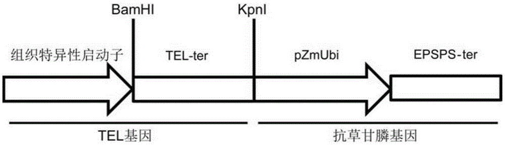 Application of tissue-specific promoter to regulation and control of crop yield