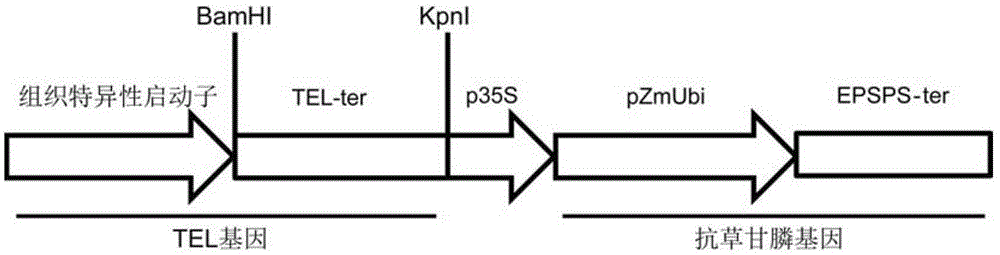 Application of tissue-specific promoter to regulation and control of crop yield