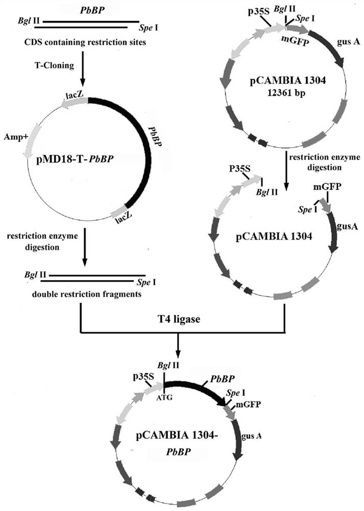 A kind of pear transcription factor pbbp and its application