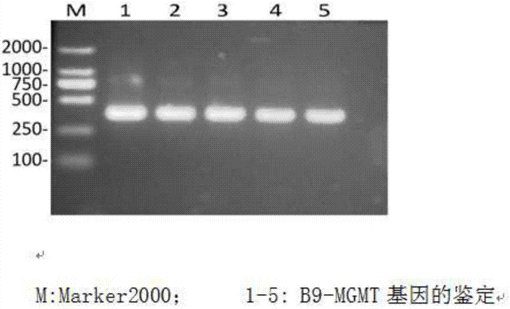 Method for detecting methylation of brain glioma MGMT promoter gene