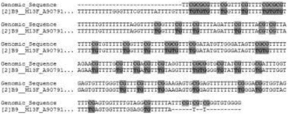 Method for detecting methylation of brain glioma MGMT promoter gene