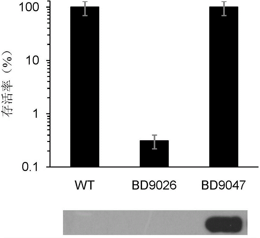 Controllable escherichia coli acid-resistant system based on ion channel and application thereof