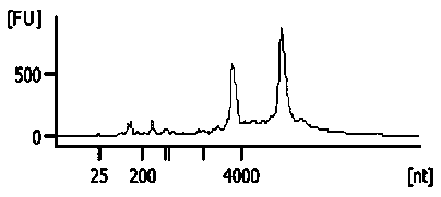 Extraction method of genome DNA and RNA from fine needle aspiration material