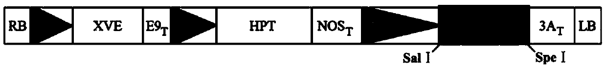 Method and application for inducing direct somatic embryogenesis