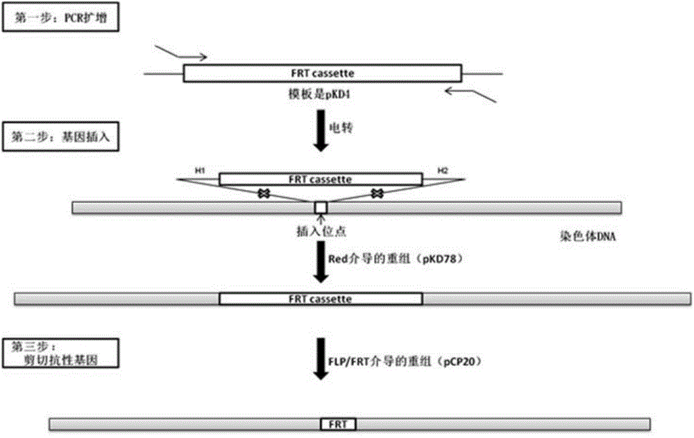 Traceable non-fluorescence-marked escherichia coli and preparation method thereof