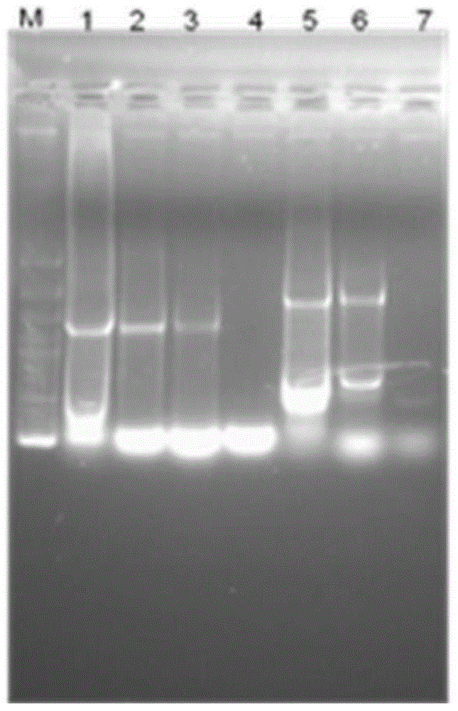 Traceable non-fluorescence-marked escherichia coli and preparation method thereof