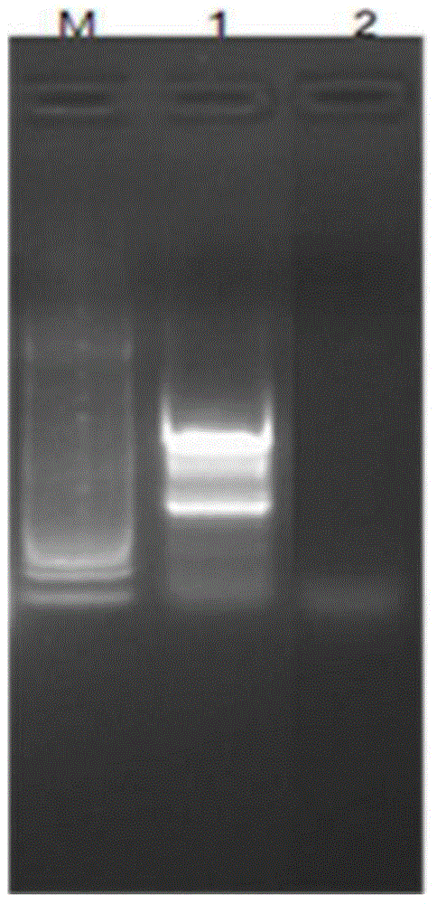 Traceable non-fluorescence-marked escherichia coli and preparation method thereof