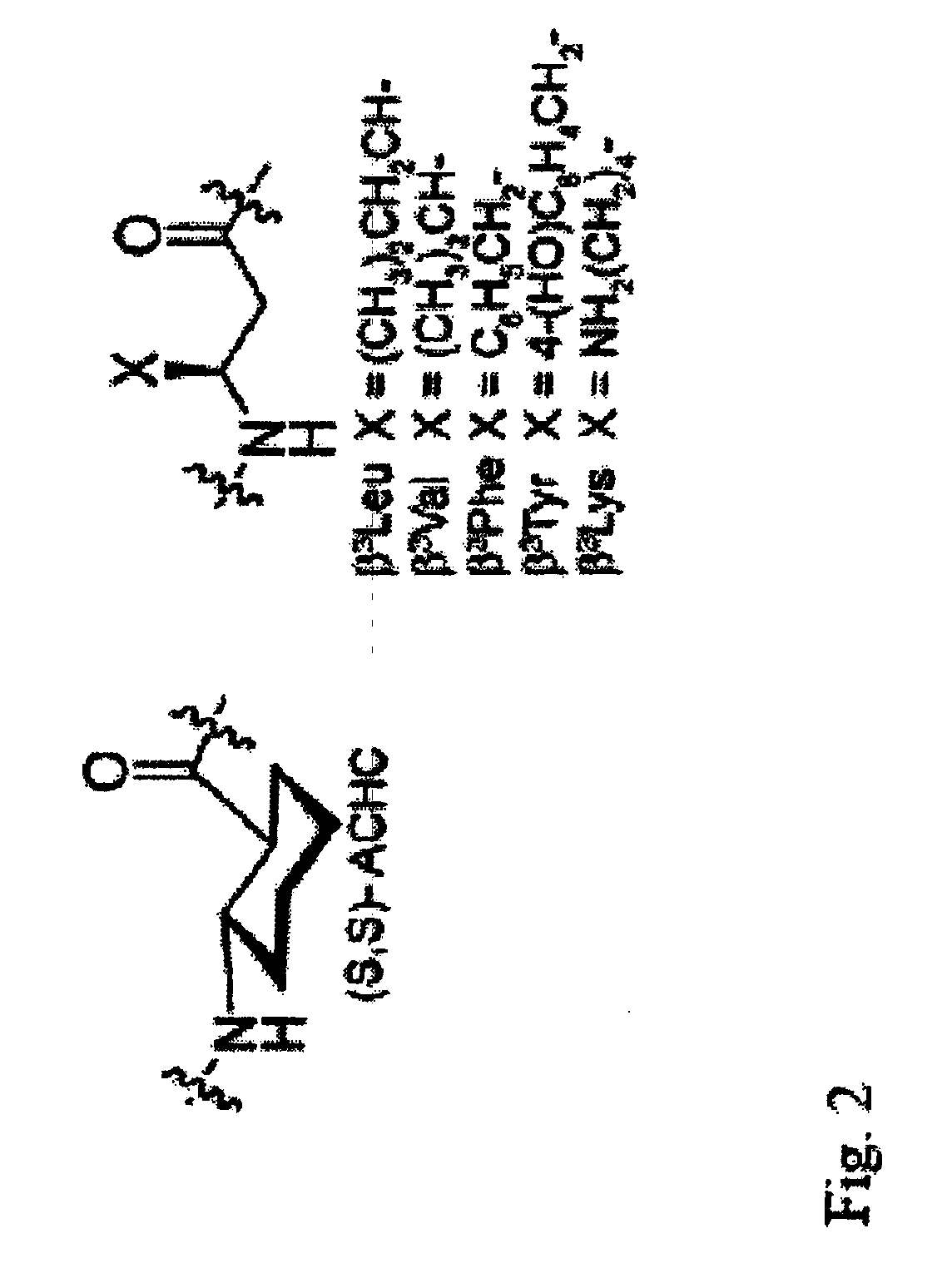 Beta-peptides with antifungal activity