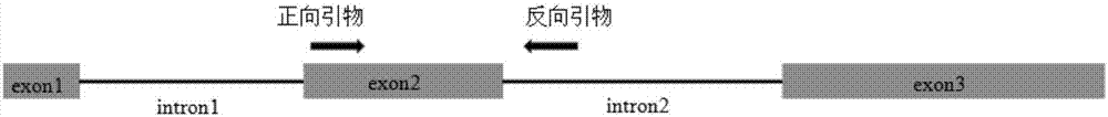 Broiler growth character-associated molecular marker and application thereof