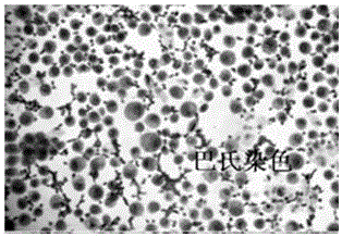 Cell wax block preparation kit and preparation method thereof