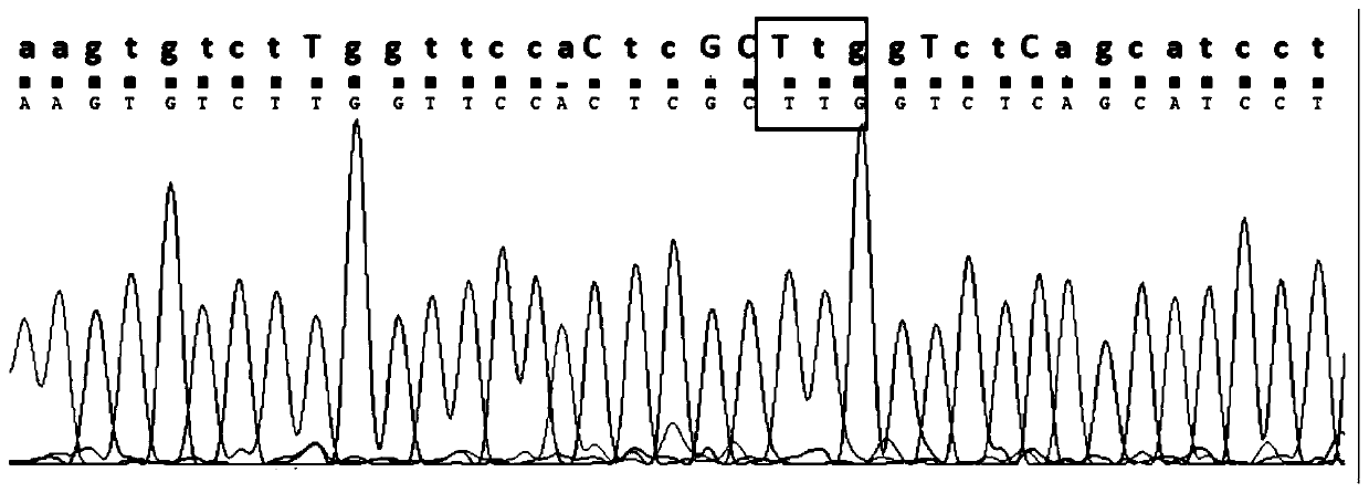 SgRNA, CREBRF point mutation-type Bama miniature pig constructed by sgRNA and application