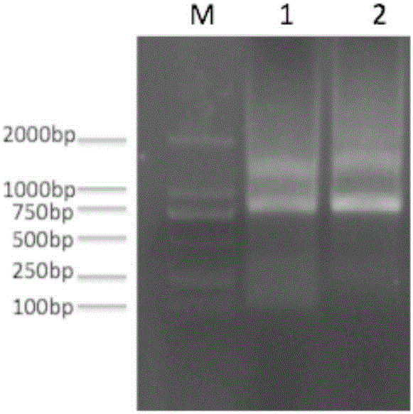 Swine-derived single-chain antibody resistant to porcine epidemic diarrhea viruses and preparing method thereof