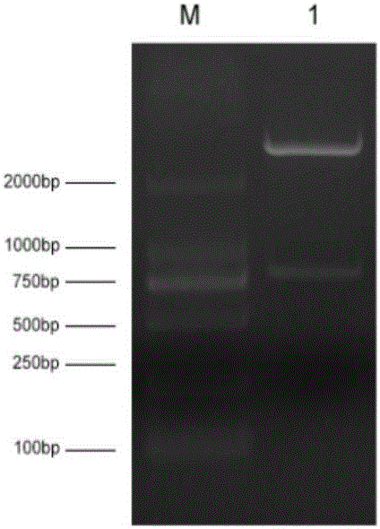 Swine-derived single-chain antibody resistant to porcine epidemic diarrhea viruses and preparing method thereof