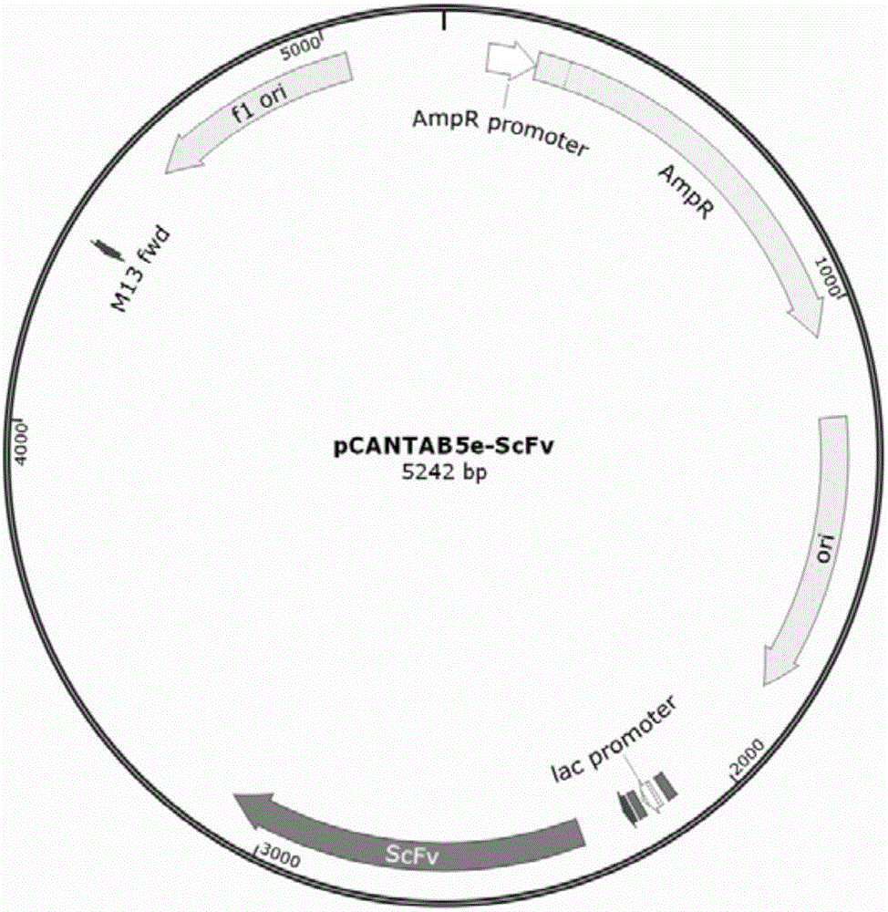 Swine-derived single-chain antibody resistant to porcine epidemic diarrhea viruses and preparing method thereof