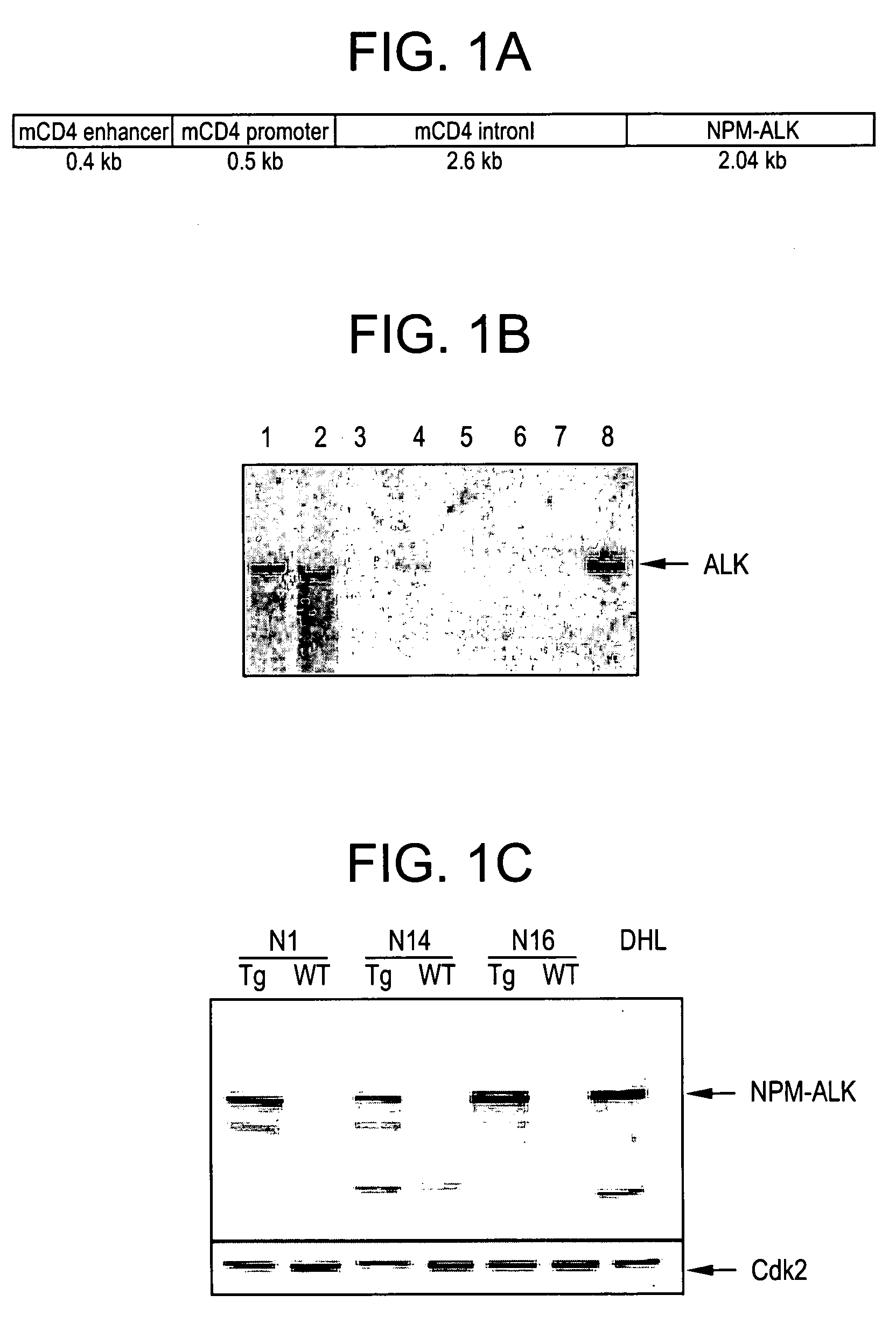 ALK protein tyrosine kinase, cells and methods embodying and using same