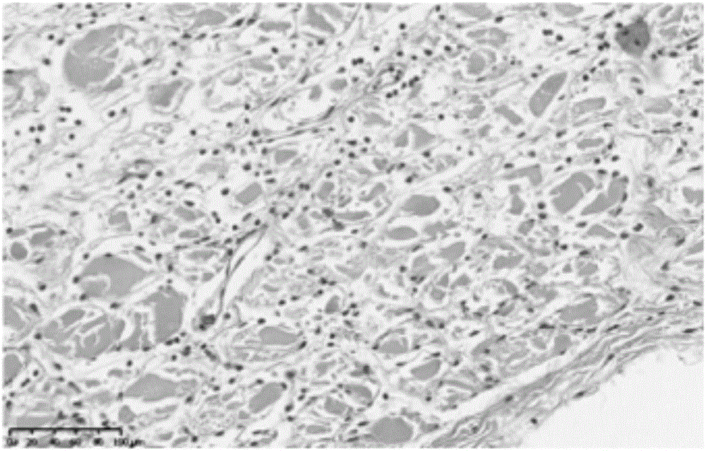 Method for establishing muscle tissue damage repairing animal model