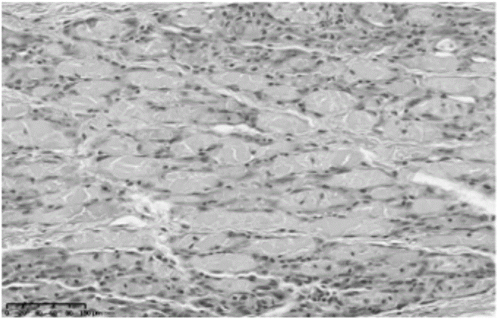 Method for establishing muscle tissue damage repairing animal model