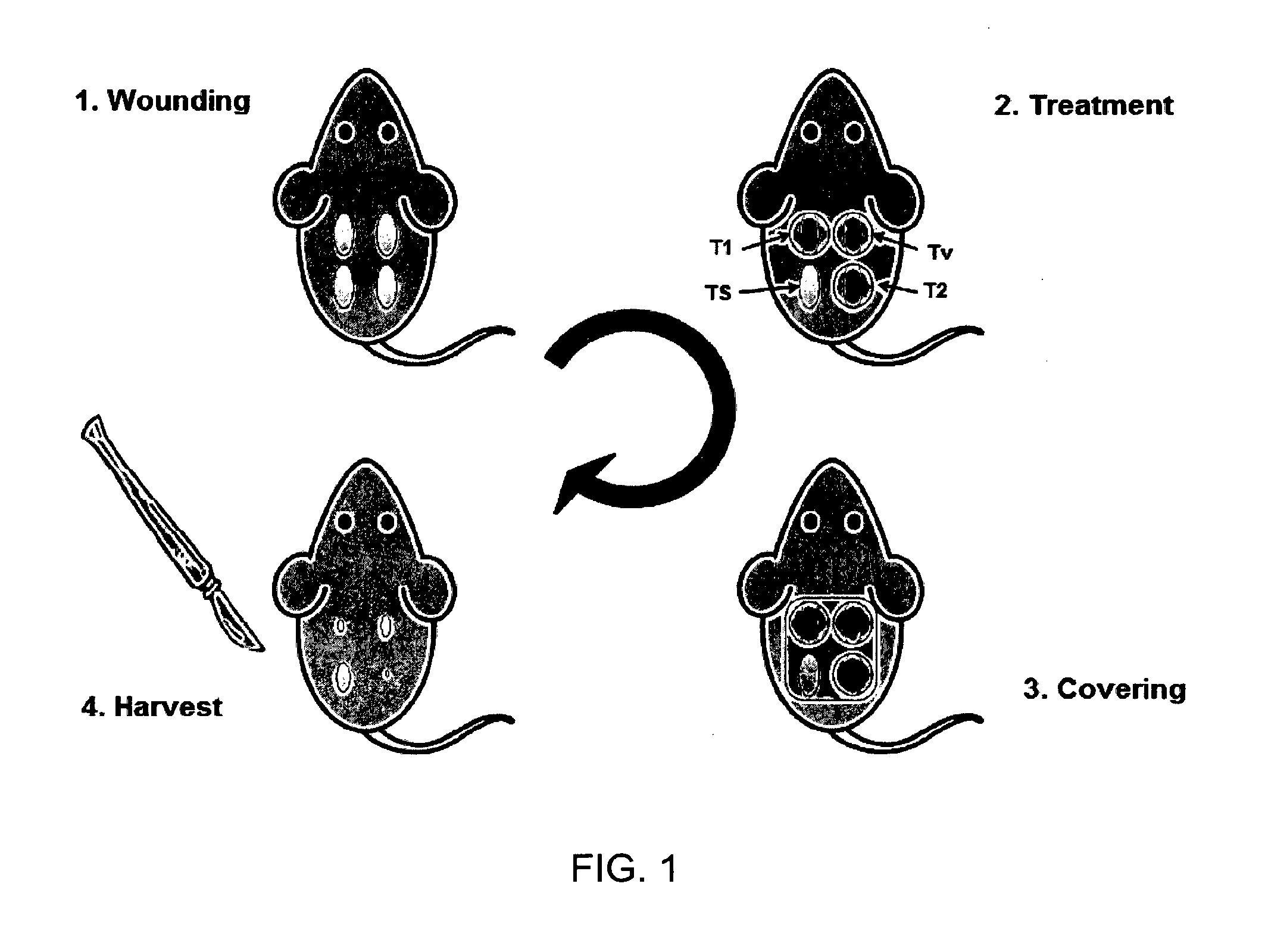 Compounds and formulations for the treatment of wounds