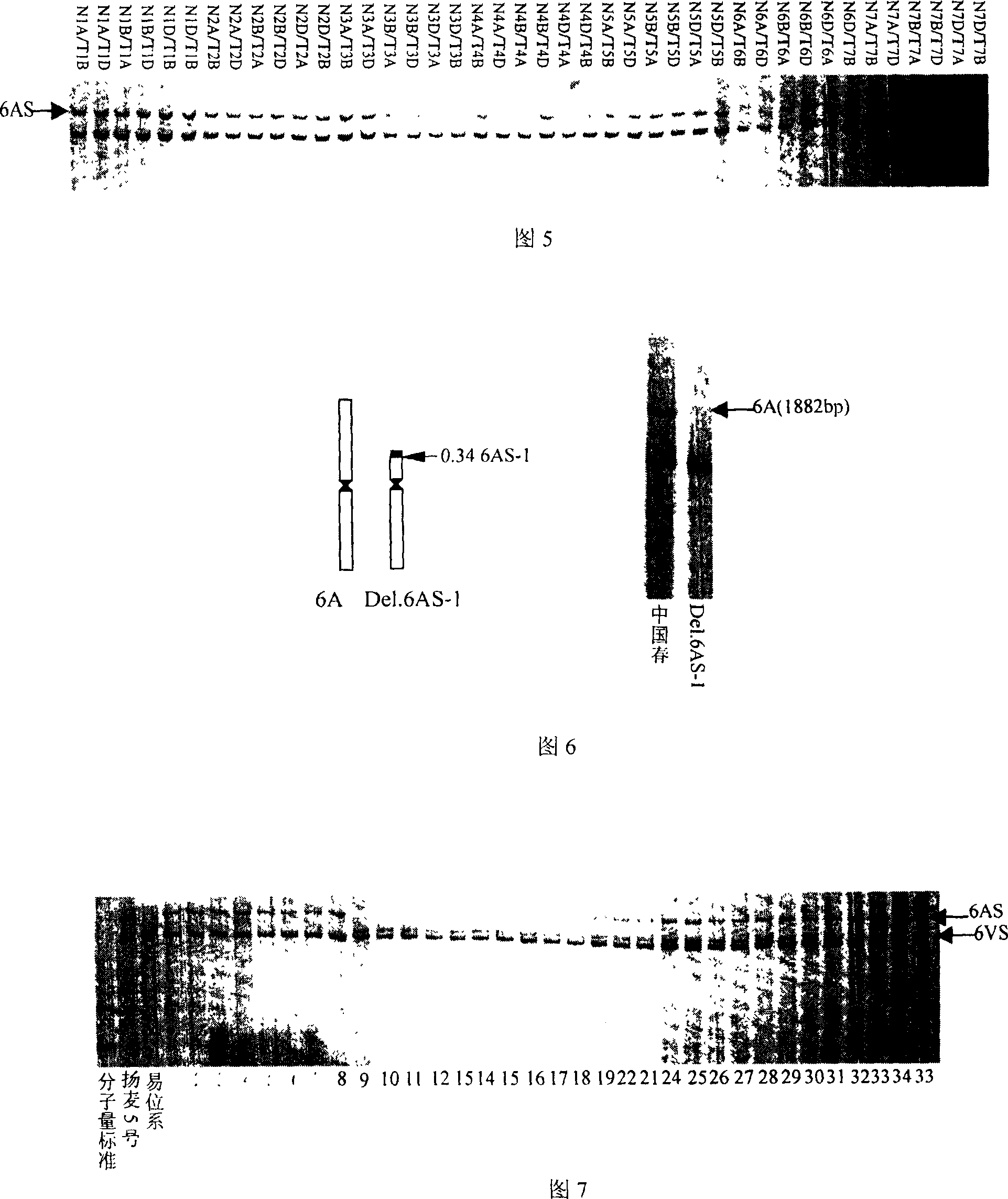 Wheat anti-powdery mildew gene Pm21 linked codorminant PCR marker and its usage