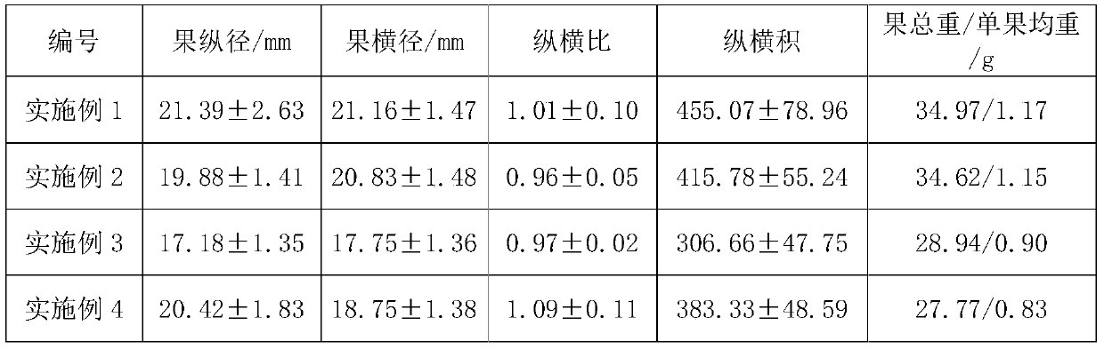 Planting method of amomum villosum