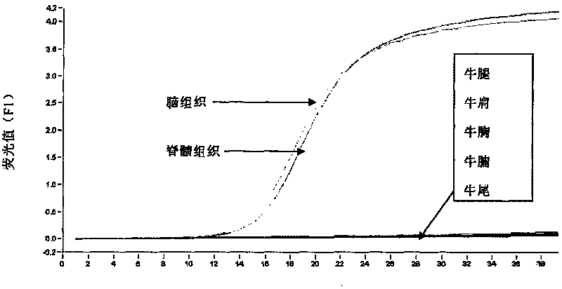 Nucleotide sequence, method and agent case for detecting bovine spongiform encephalitis specific risk substance in beef