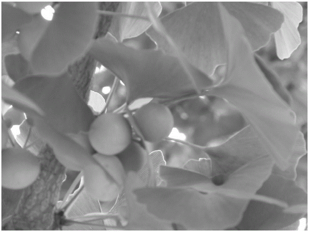 The control method of the fruiting of ginkgo trees used in garden landscape