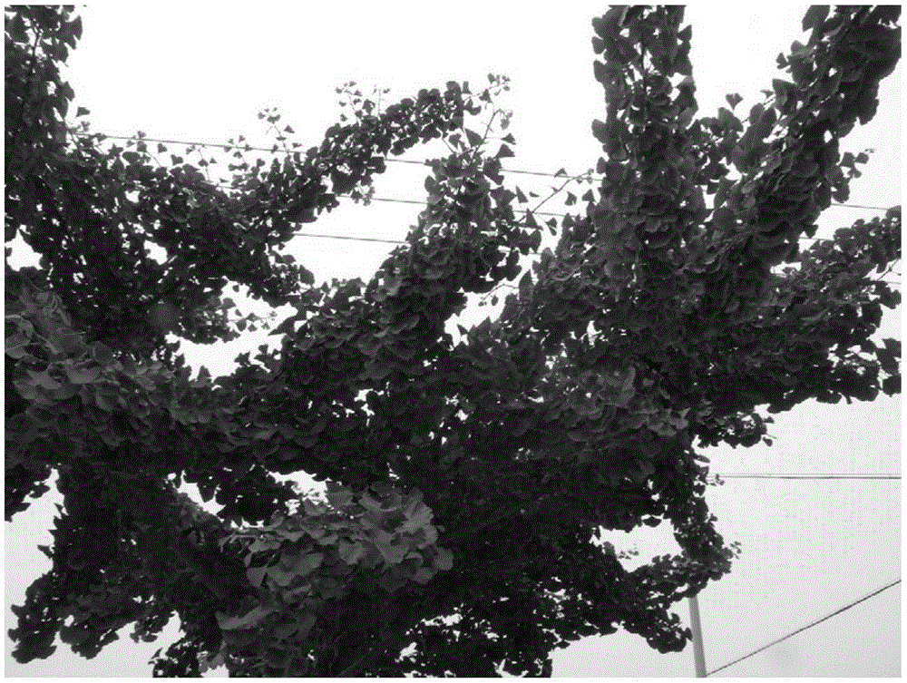 The control method of the fruiting of ginkgo trees used in garden landscape