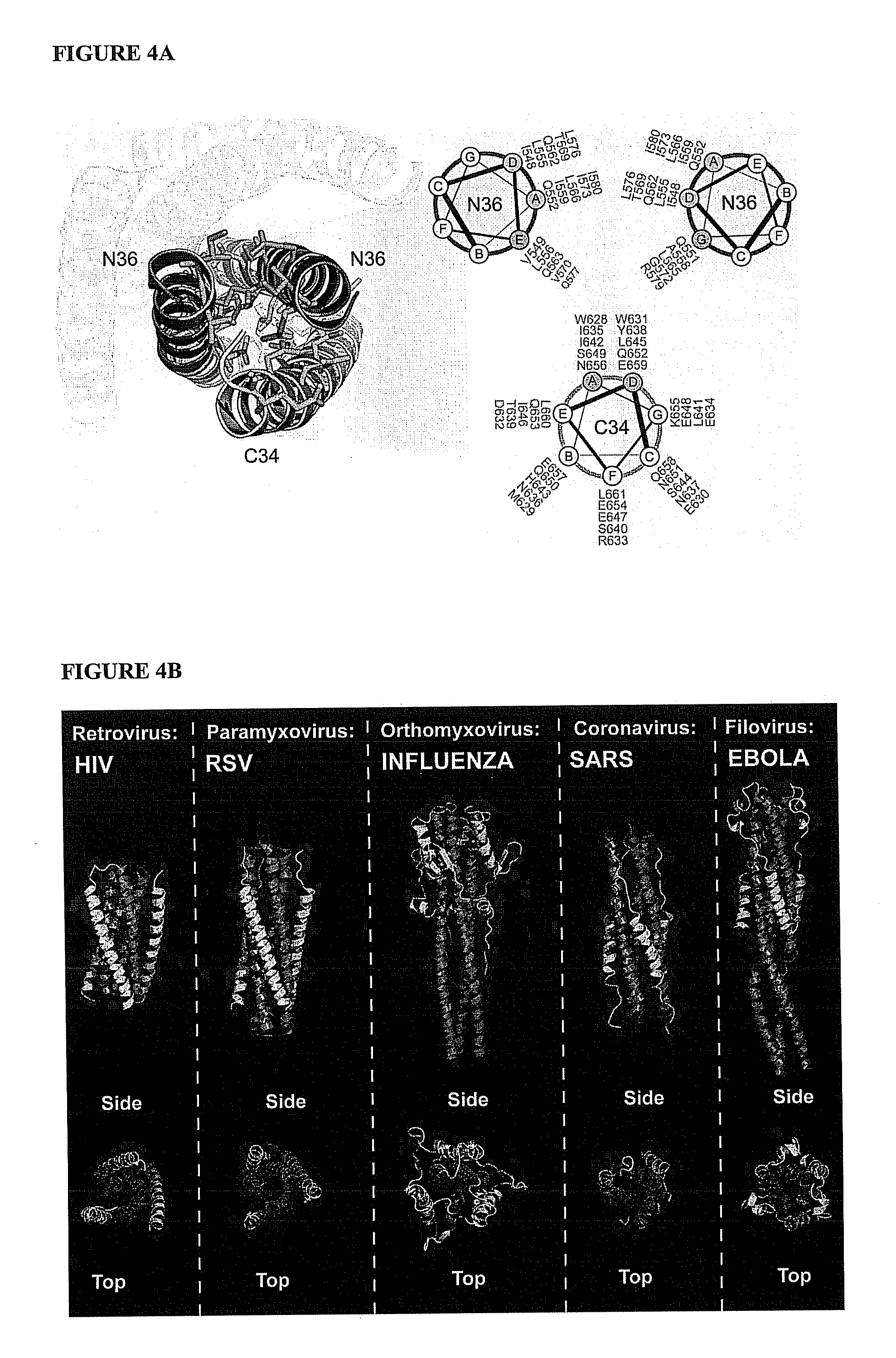 Compositions and methods for the treatment of viral infections