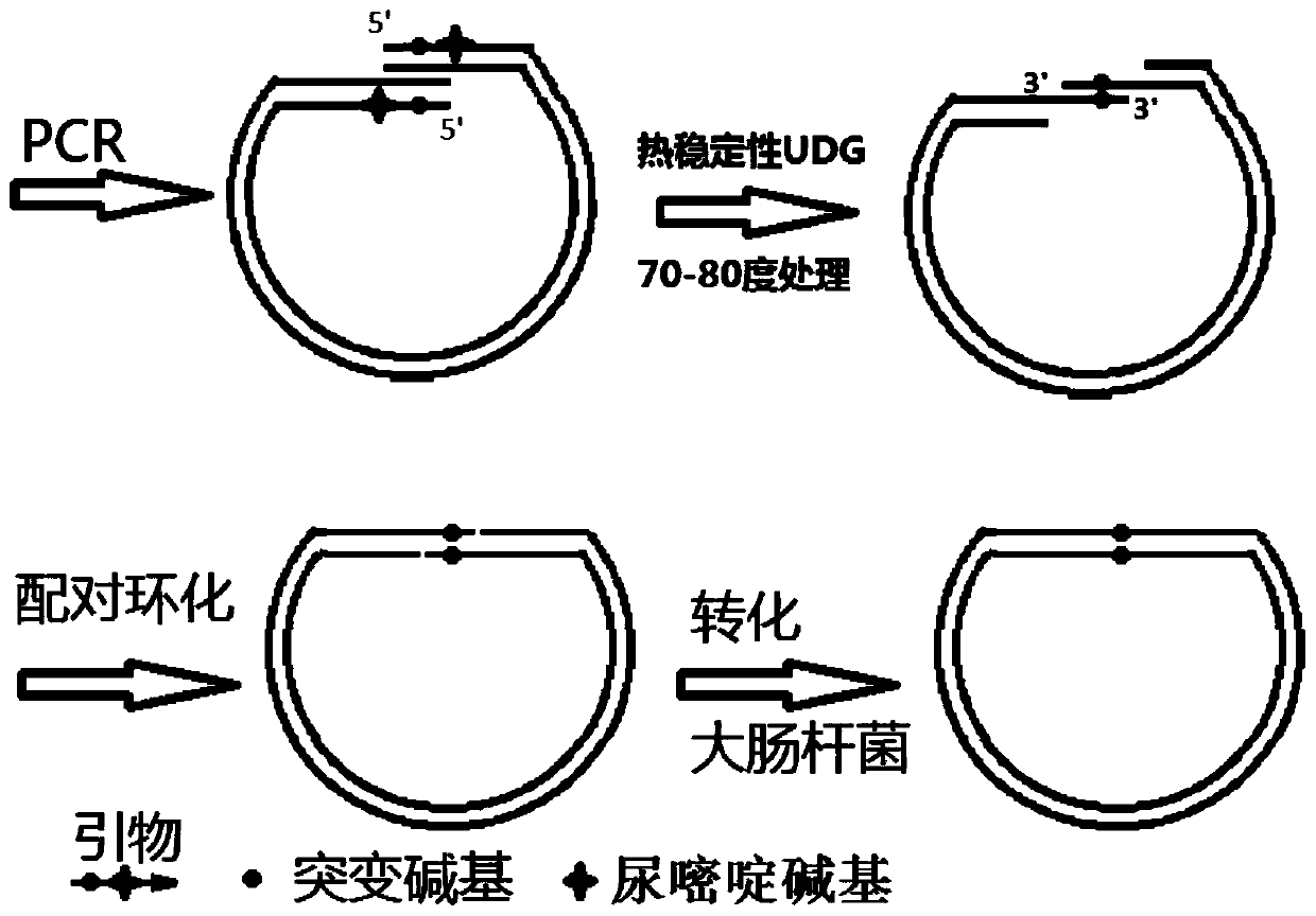 Gene cloning and site-specific mutagenesis method by utilizing high-fidelity polymerase and UDG