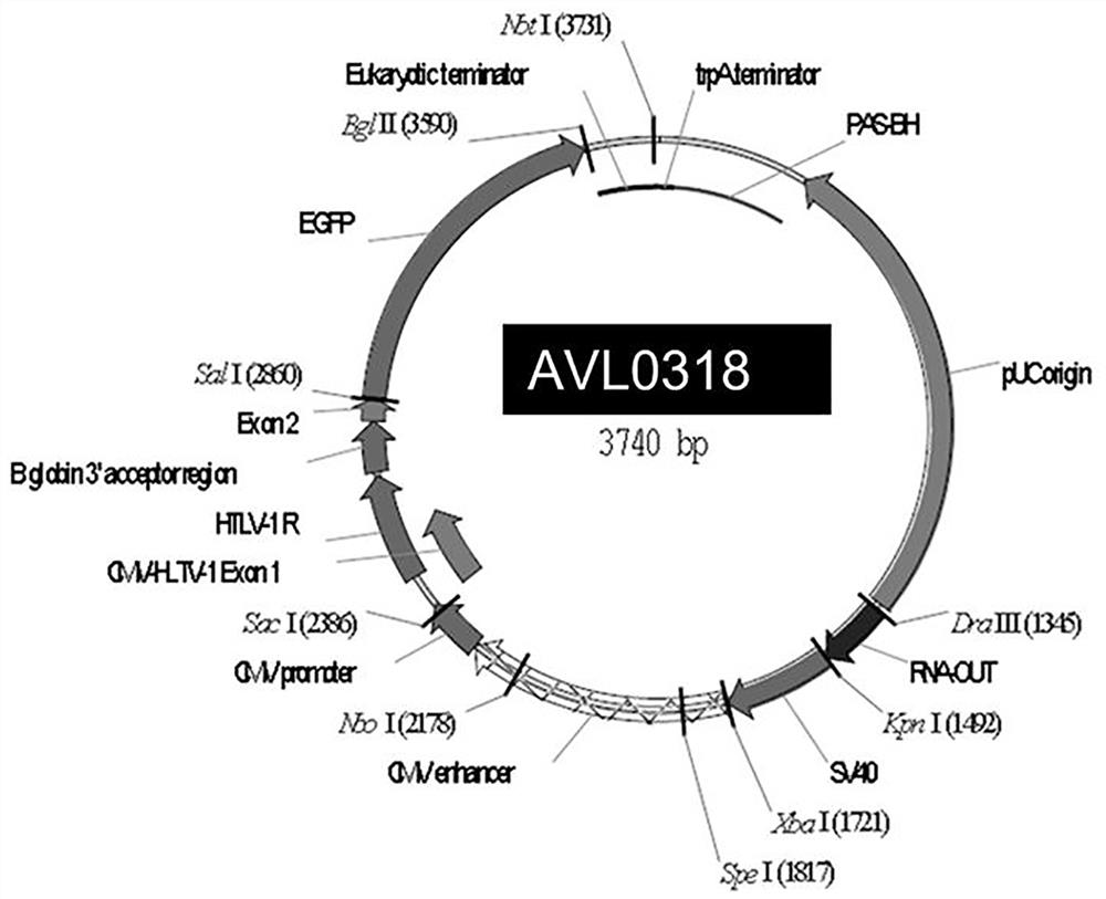 A Novel HPV Therapeutic Nucleic Acid Vaccine