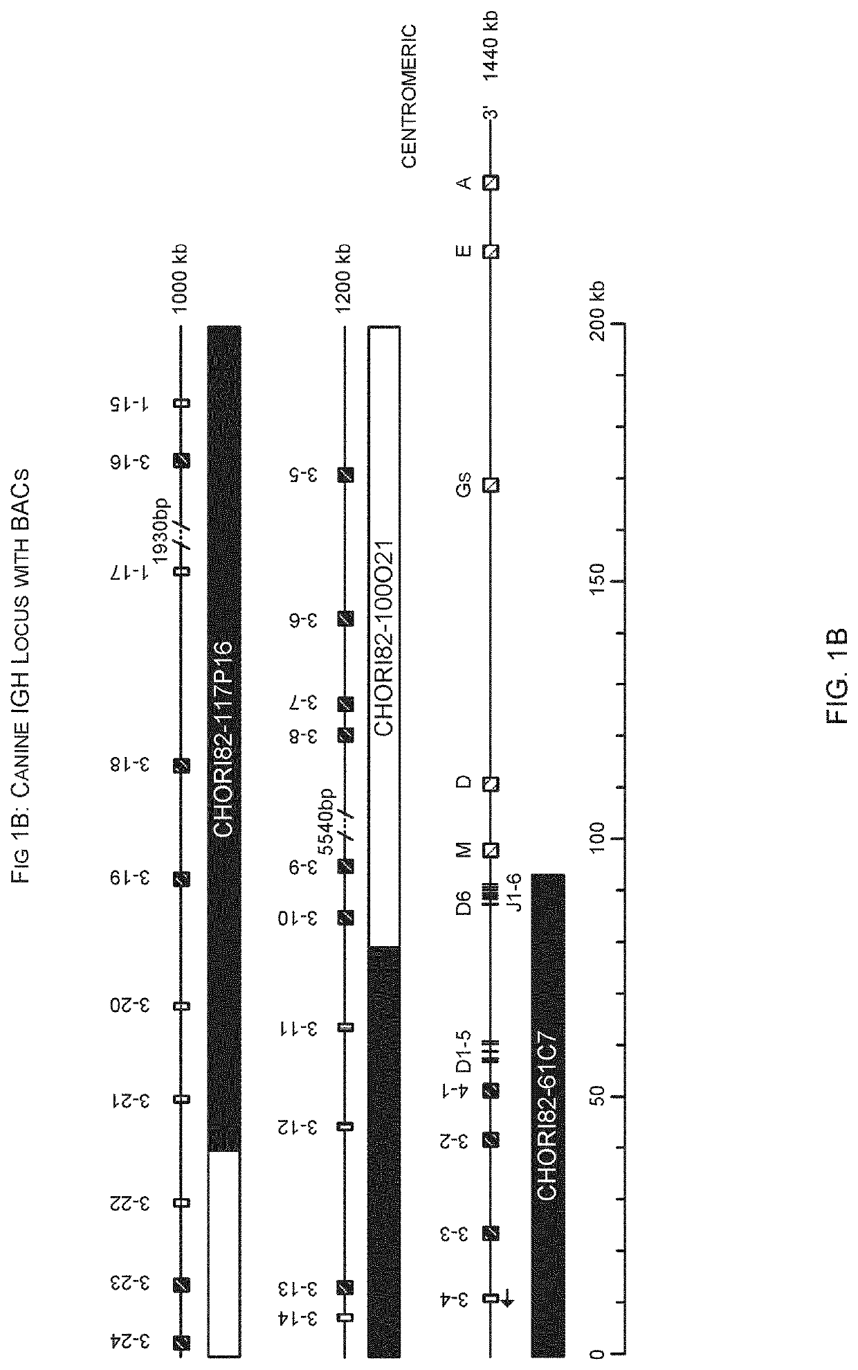 Animal models and therapeutic molecules