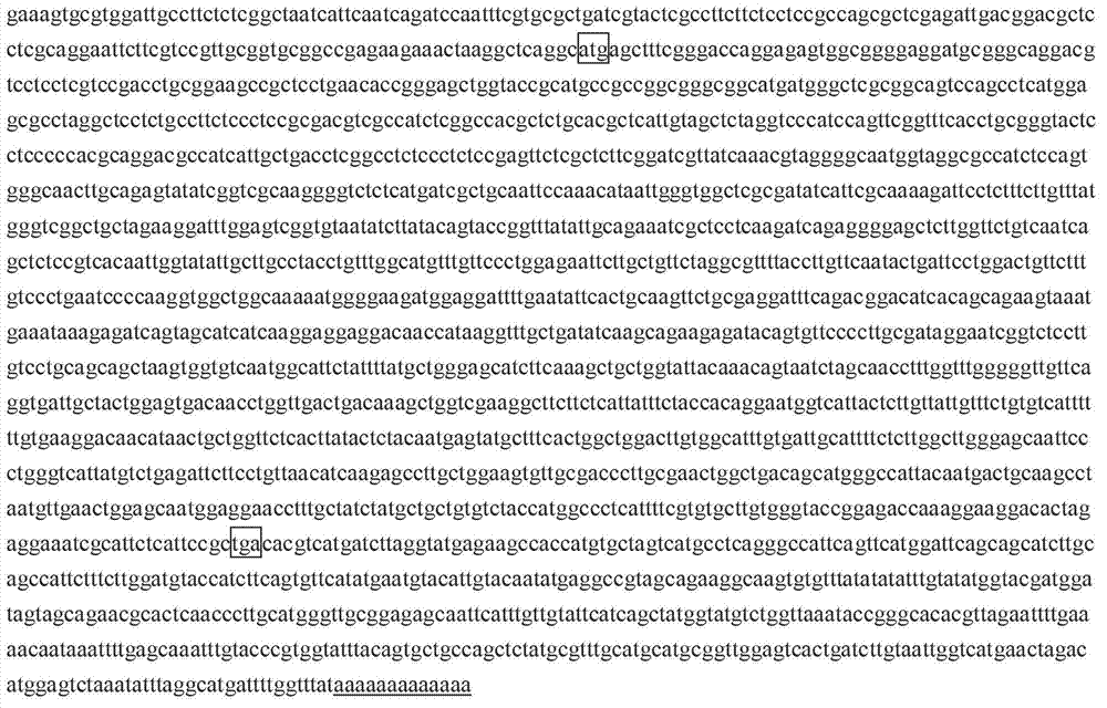 Sugarcane sucrose transport protein SoERD6 (early responsive to dehydration) gene and encoding protein sequence thereof