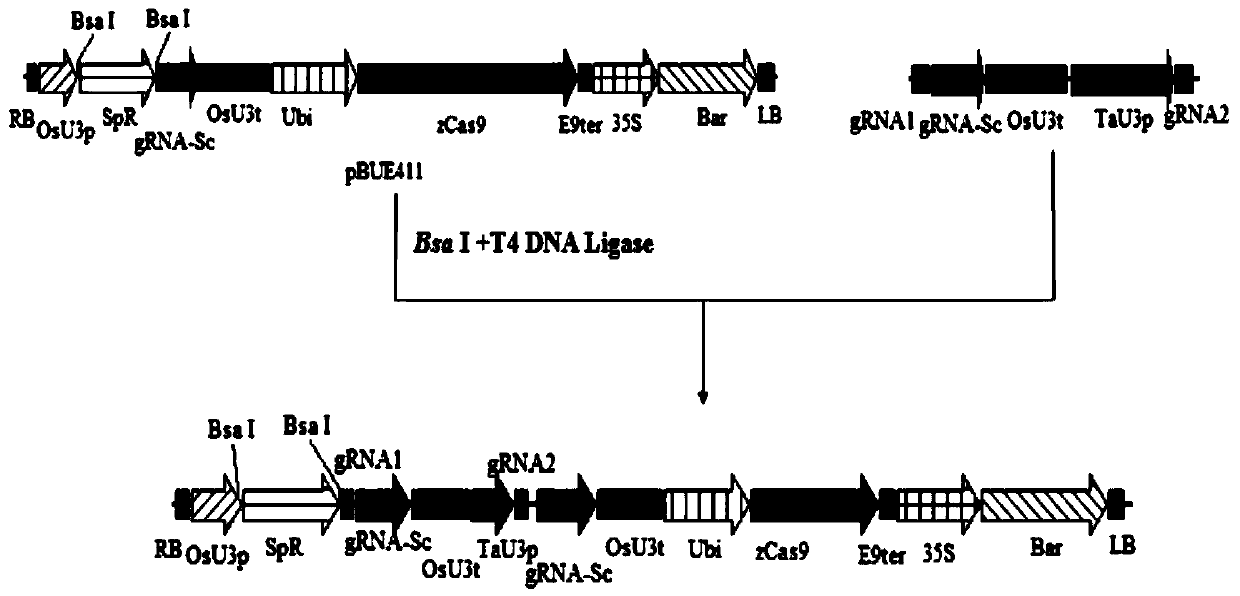 Application of plant amino acid permease and coding genes thereof to regulation and control of high temperature resistance of plants