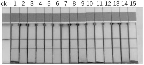 Application of plant amino acid permease and coding genes thereof to regulation and control of high temperature resistance of plants