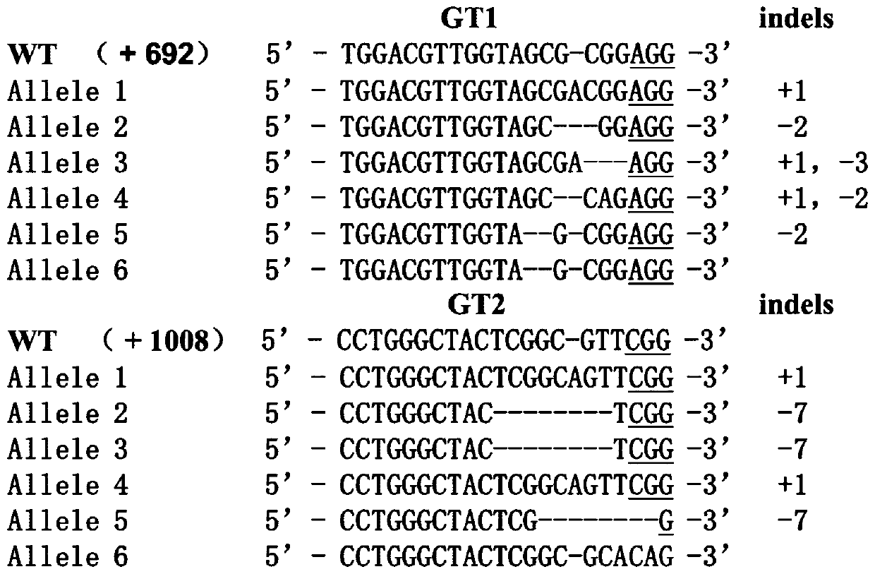 Application of plant amino acid permease and coding genes thereof to regulation and control of high temperature resistance of plants