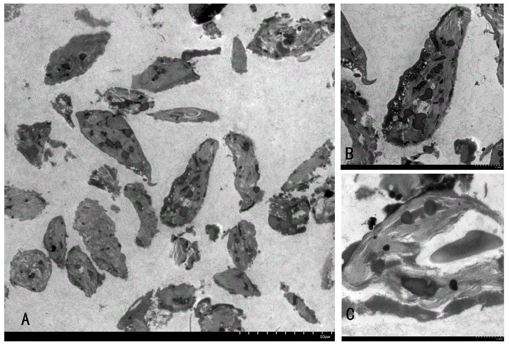 Extraction method of ginkgo leaf chloroplast protein