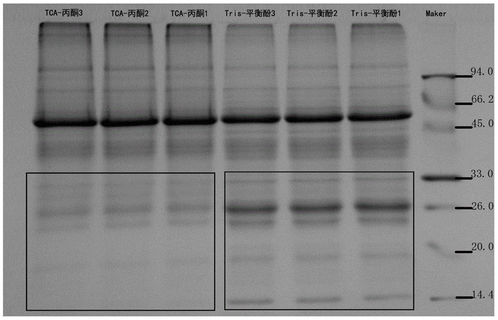 Extraction method of ginkgo leaf chloroplast protein