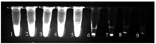 A set of primers and its application in the rapid detection of Microsporidium silkworm