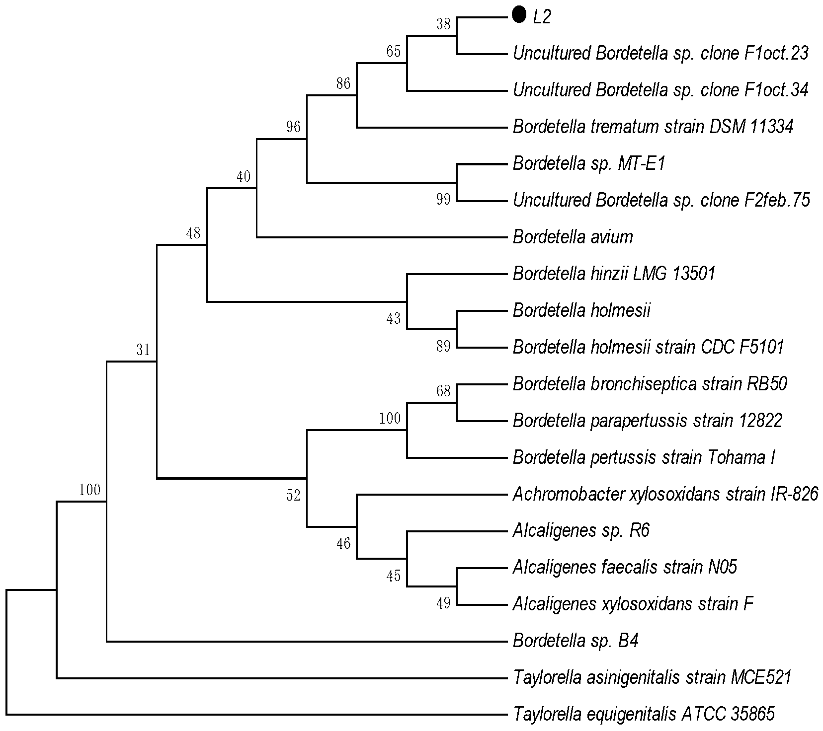 6-aminopenicillanic acid degrading bacterium and screening method thereof