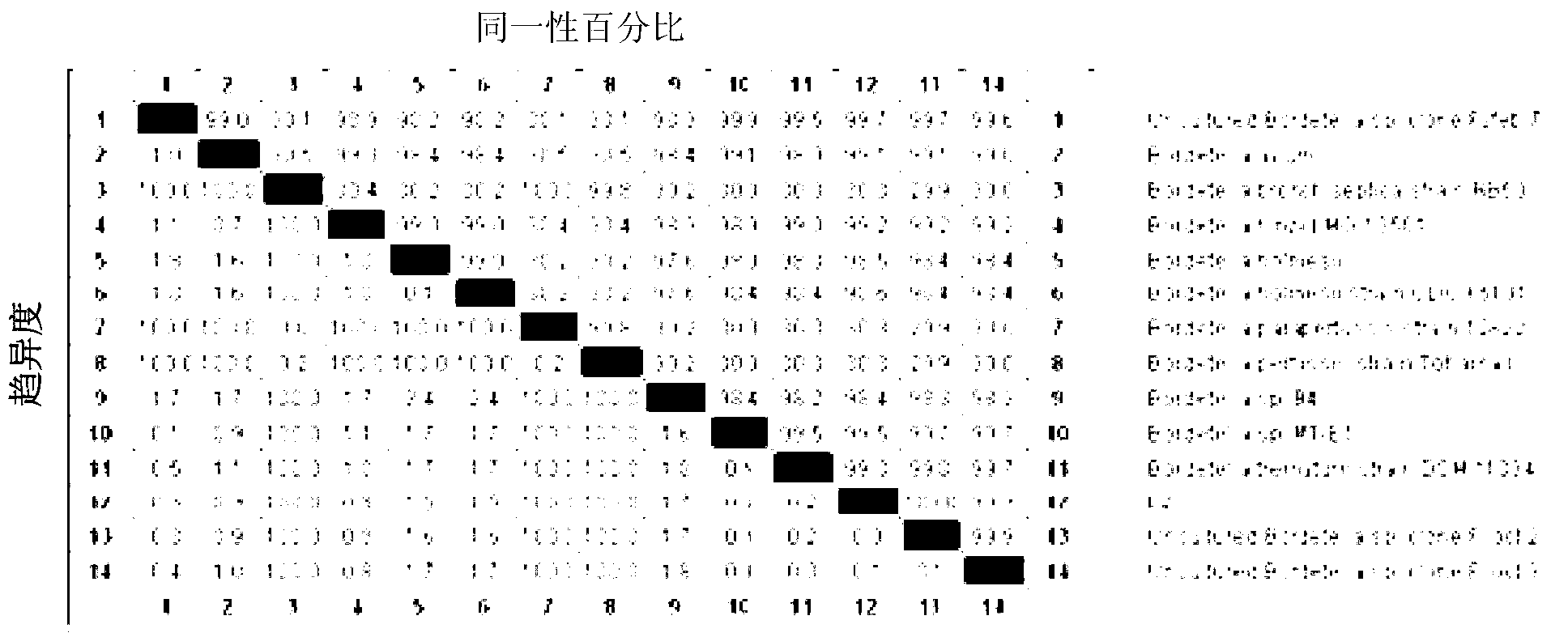 6-aminopenicillanic acid degrading bacterium and screening method thereof