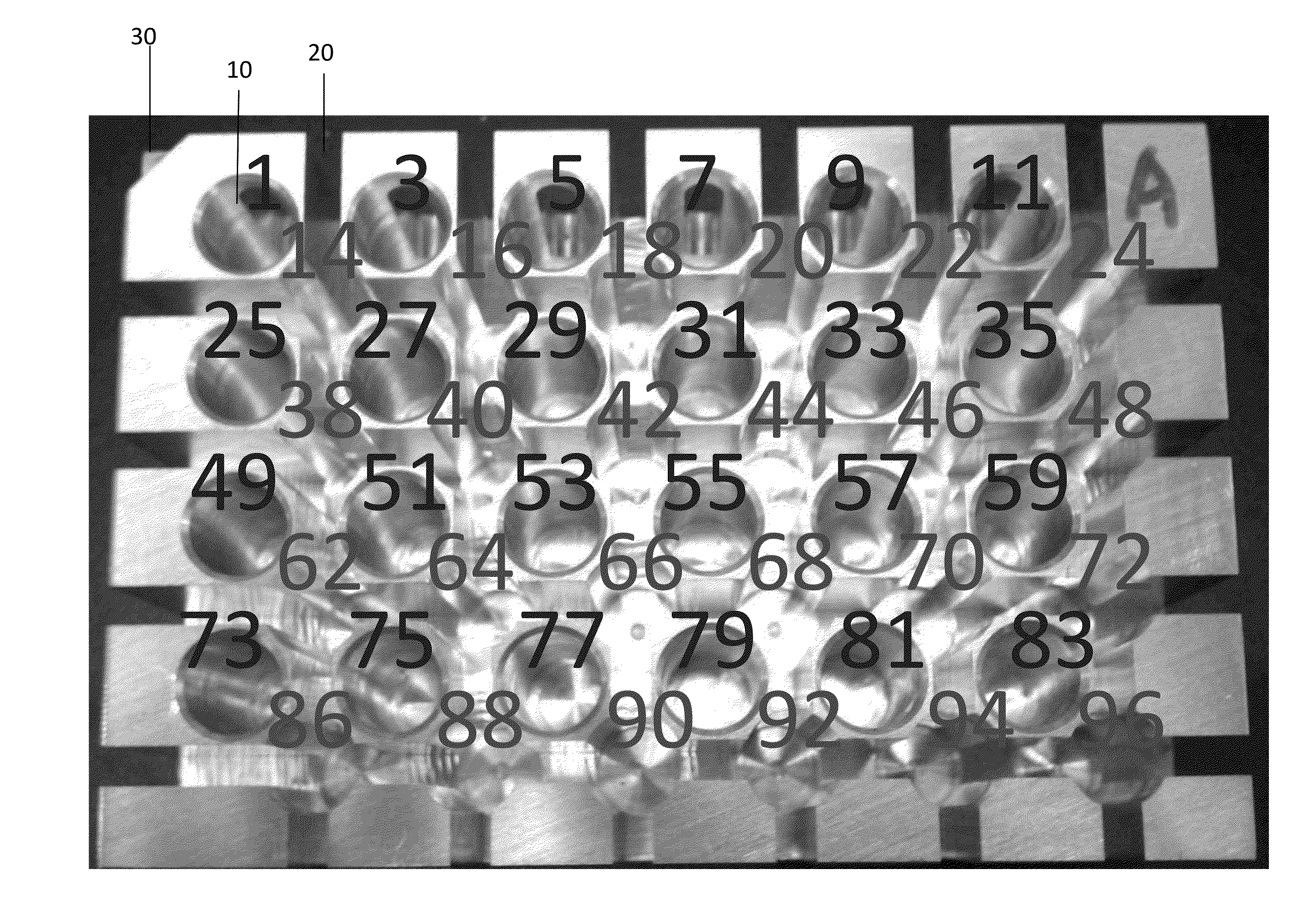 System and method for high throughput tissue sample extraction