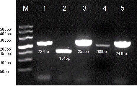 Vesicular disease detection kit