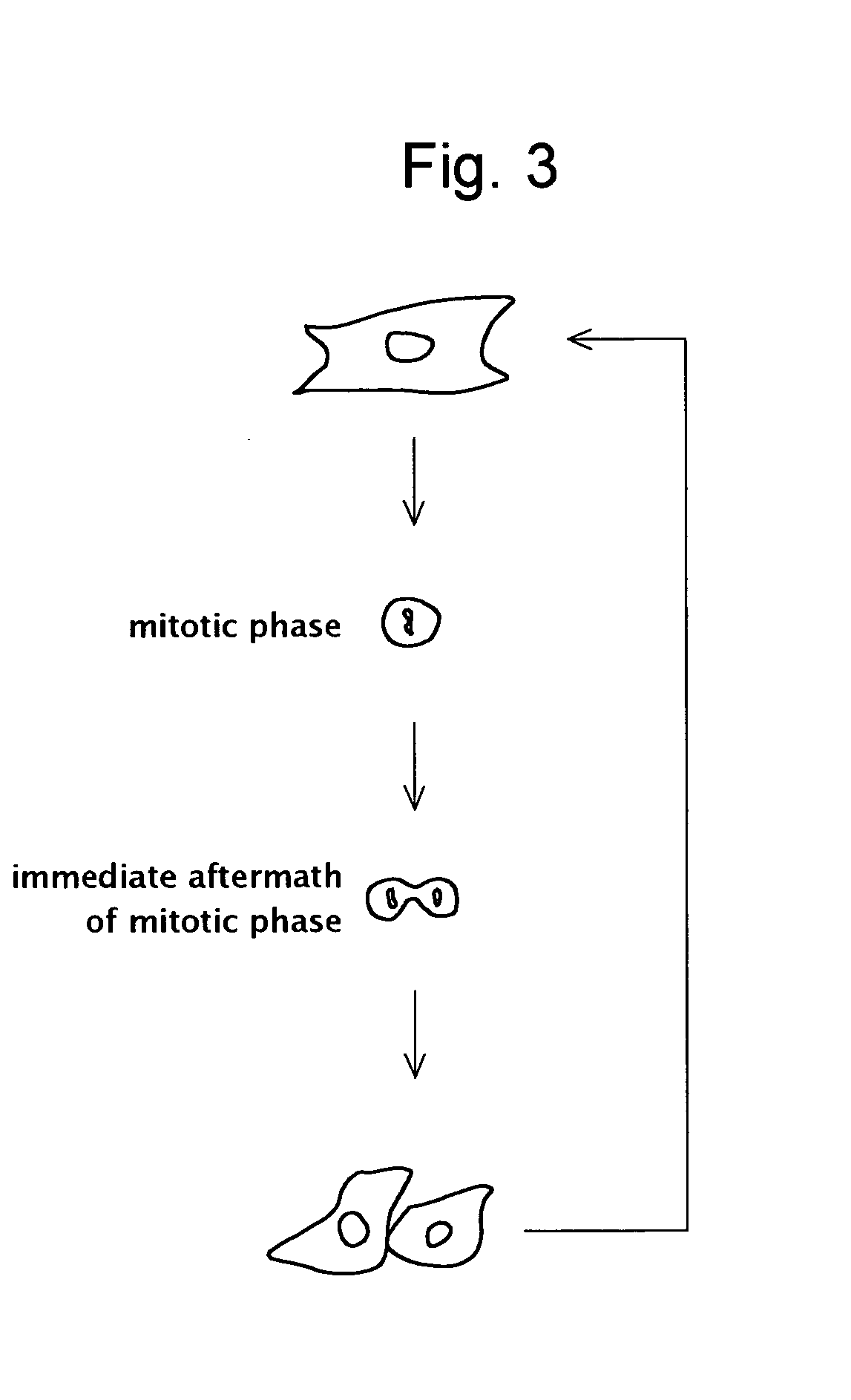 Cell observation device and cell observation method