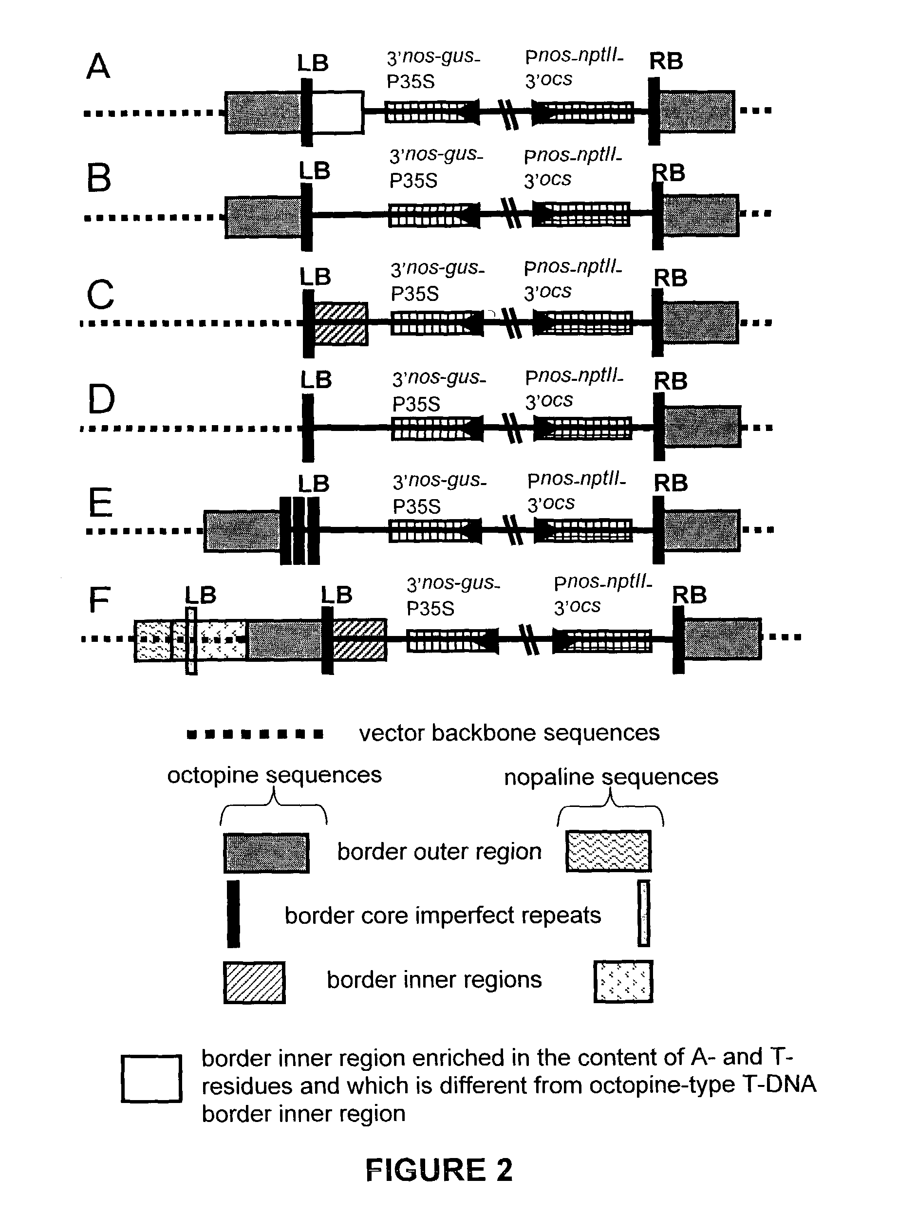 Optimized T-DNA transfer and vectors therefor