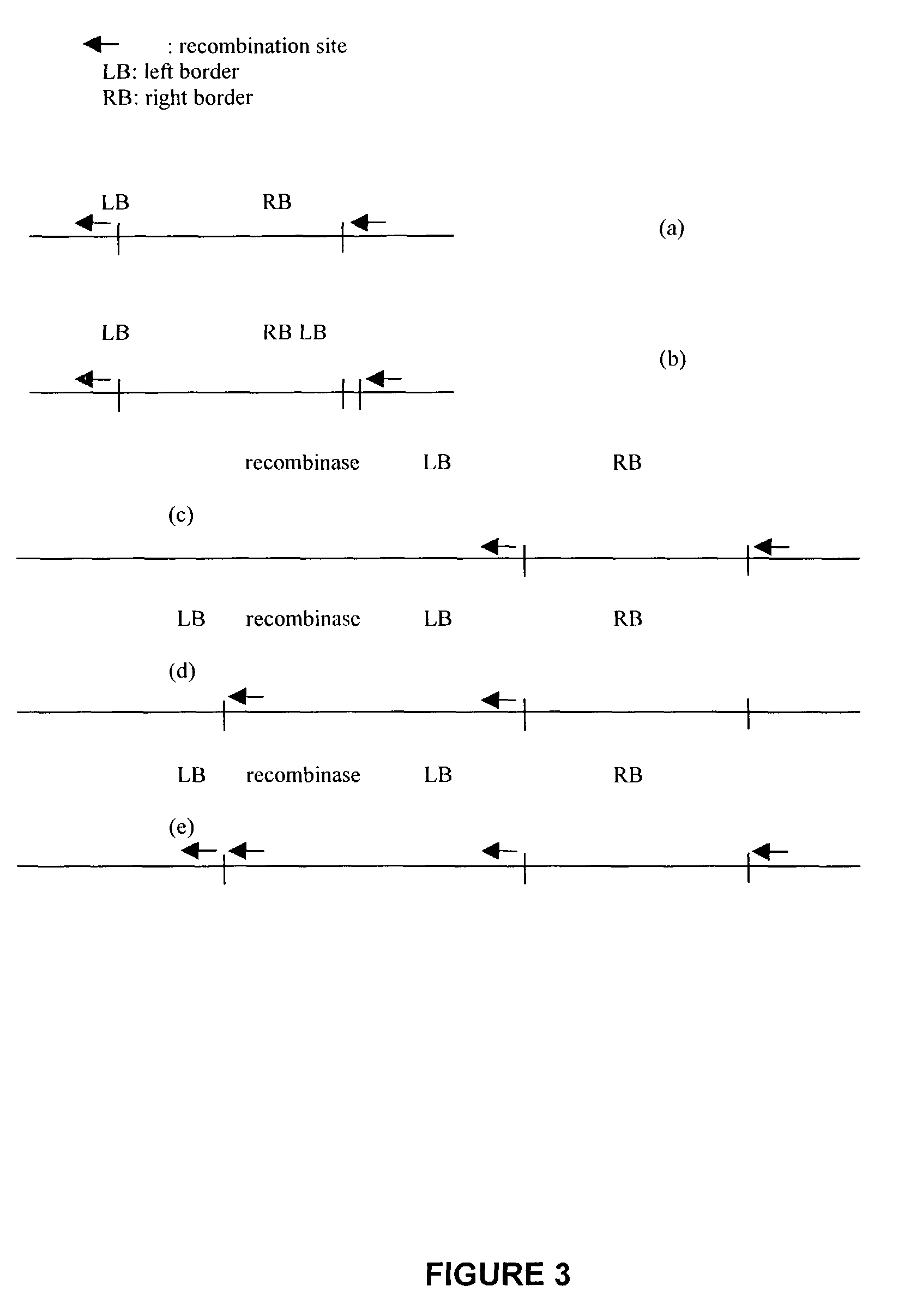 Optimized T-DNA transfer and vectors therefor